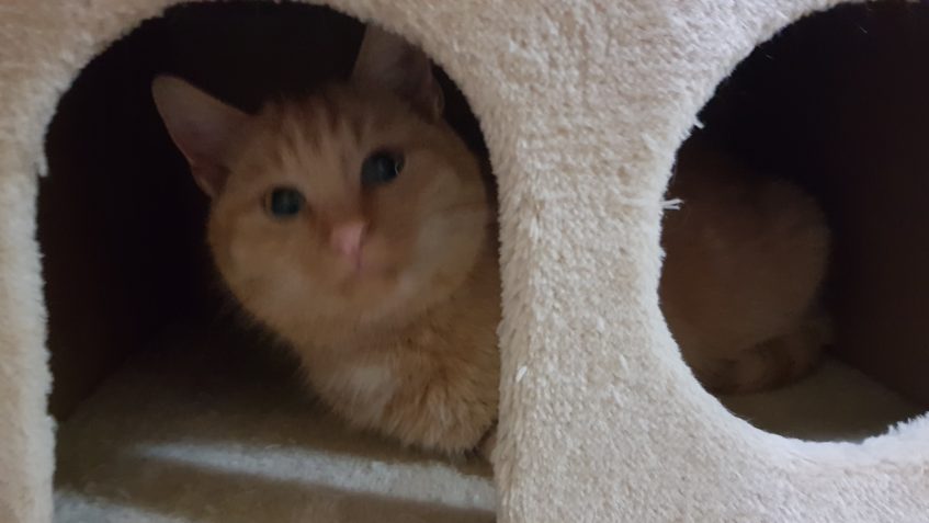 SLUNÍČKOVÉ KOČIČKY I JEJICH PERSONÁL PŘEJÍ VŠEM SVÝM PŘÍZNIV...