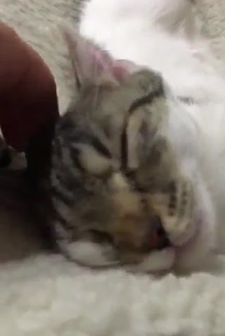 Sledovat DRAČICE VENDULKA