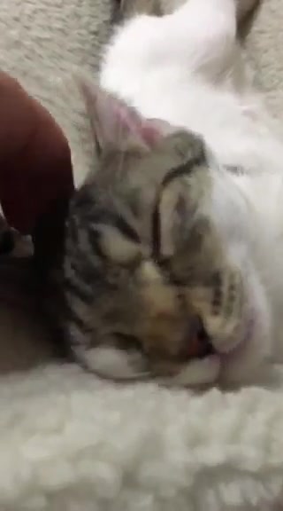 Sledovat DRAČICE VENDULKA