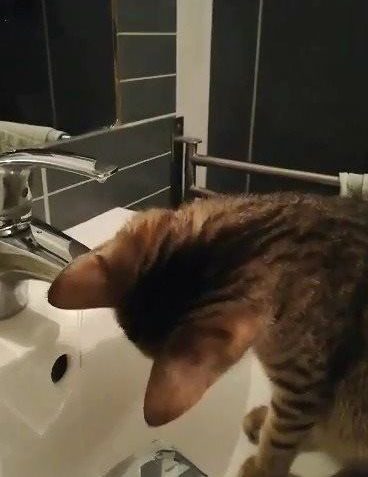 Sledovat SOPRÁNKOVA VEČERNÍ KOUPEL, JE TO ČISTOTNÝ KLUK!