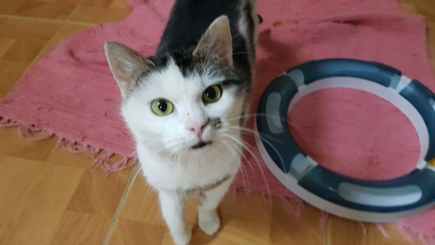 Sluníčková zlatíčka........