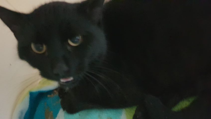 TĚŽCE ZRANĚNÝ KOCOUREK Z ŽIDOVIC ZEMŘEL...