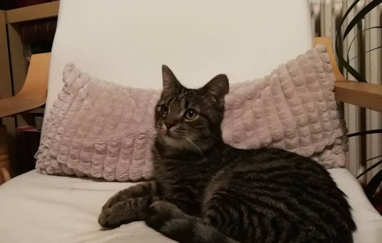 TŘEBINKA (nyní Nelinka)...