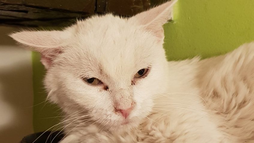 VYŠETŘENÍ BLONDÝNKY...