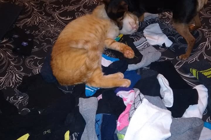 Z nového domova se nám ozvali Nick a Amazonka:...