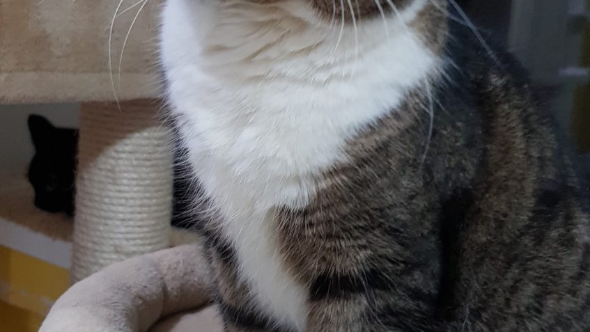 ZPRAVODAJSTVÍ do 16.1.2020...