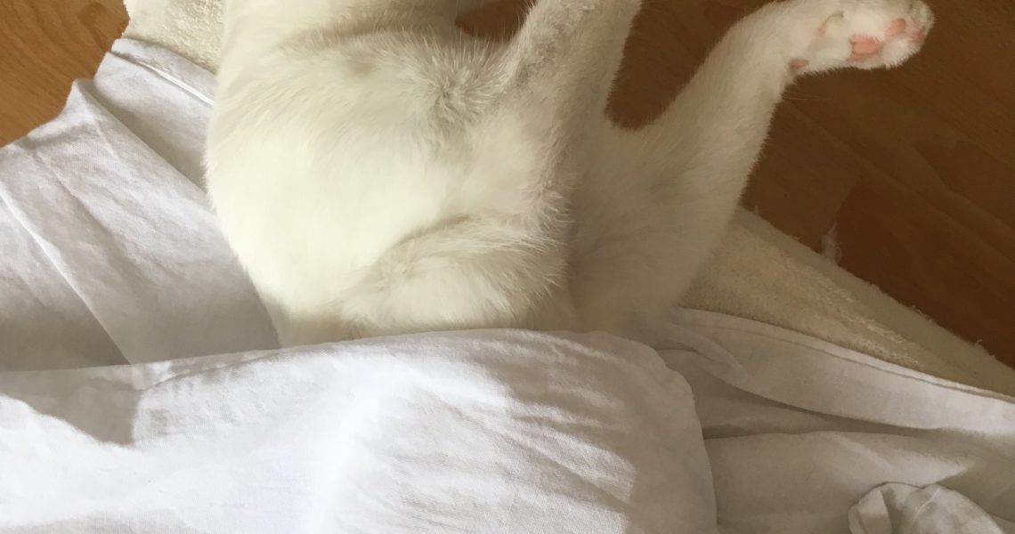 ZÁSTĚRKA ( Pupi)...