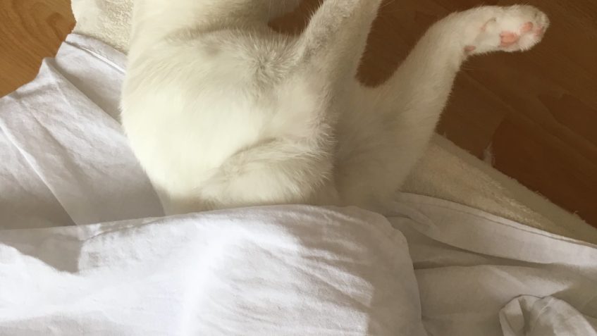 ZÁSTĚRKA ( Pupi)...