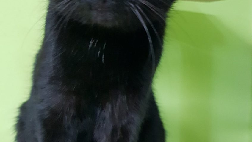 ÚŽASNÝ KOCOUREK DON PEPE PŮJDE NA OPERACI...