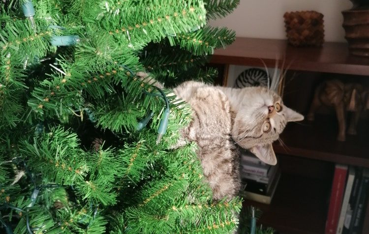 BUBÍNEK ( nyní Balloo)...