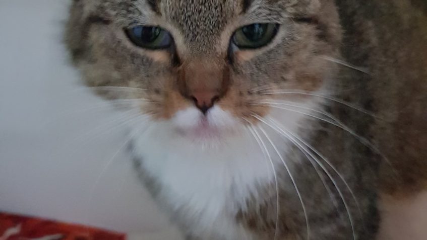 DNES ODCHYCENÁ KOČIČKA Z ROHATCŮ, JE TO MAZEL, DOSTALA JMÉNO...