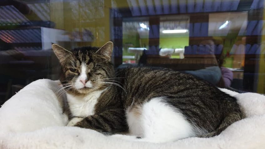 DO NOVÝCH DOMOVŮ ODJELI VČERA HAGRID, OKTÁVKA A HYACINT. DNE...