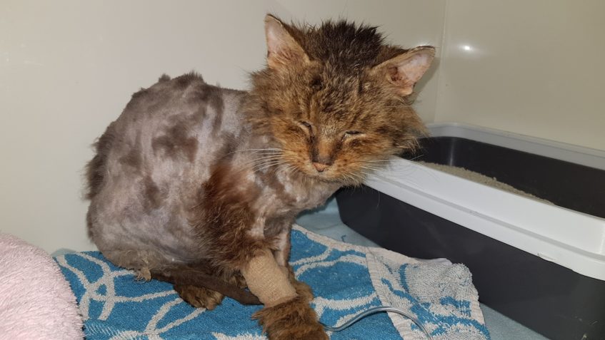 DREDÍK, KOCOUREK Z HORNÍCH BEŘKOVIC...