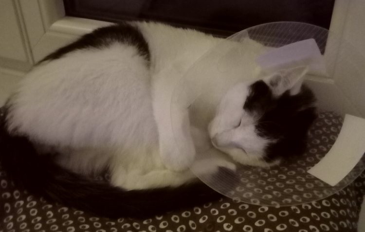 GUSTÍK ( nyní Jerry)...