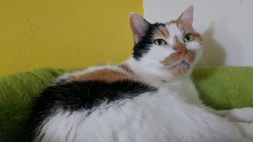 KOČIČKA MATÝSKA JE JIŽ V POŘÁDKU A POTŘEBOVALA BY UŽ PŘÍSLIB...