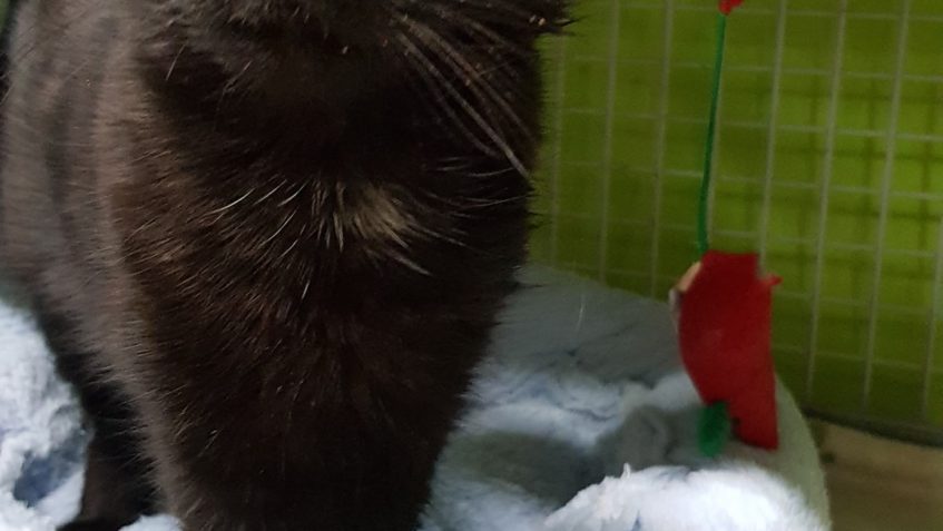 NEUMAZLITELNÝ KOCOUREK FRANKIE JE PO KASTRACI...