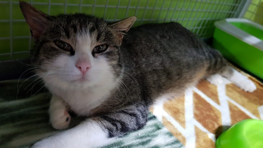ODCHYCENÁ KOČIČKA ŠERY ZŮSTÁVÁ V ÚTULKU A SOUČASNĚ HLEDÁ NOV...