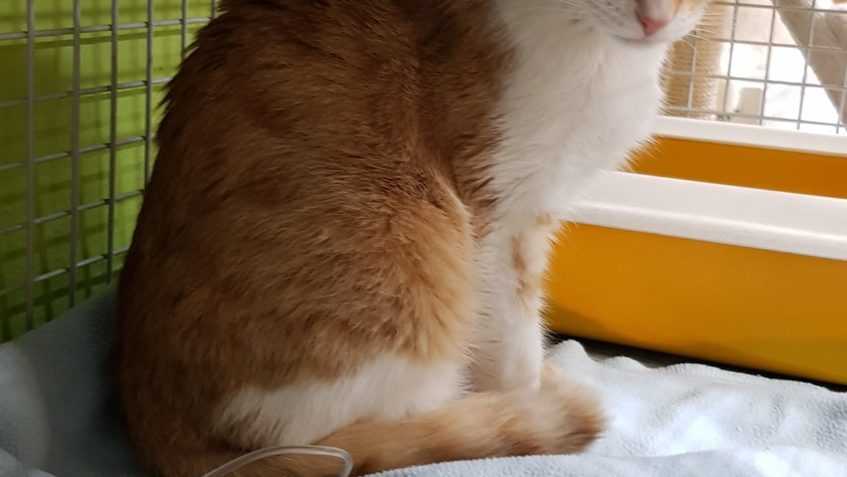 POŠŤÁČEK NÁS TRÁPÍ, OPĚT MARODÍ S DÝCHACÍMI CESTAMI...