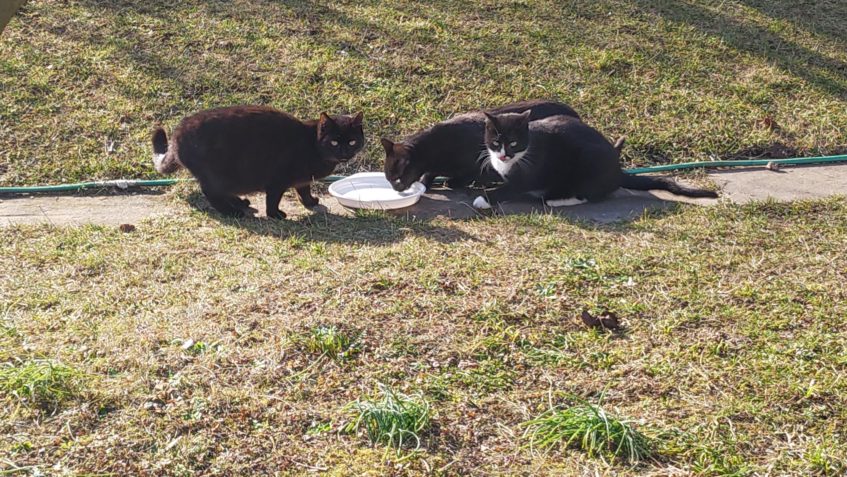 PRO TŘI ODROSTLÁ KOŤATA SE HLEDÁ UMÍSTĚNÍ NEBO DOMOV!!...