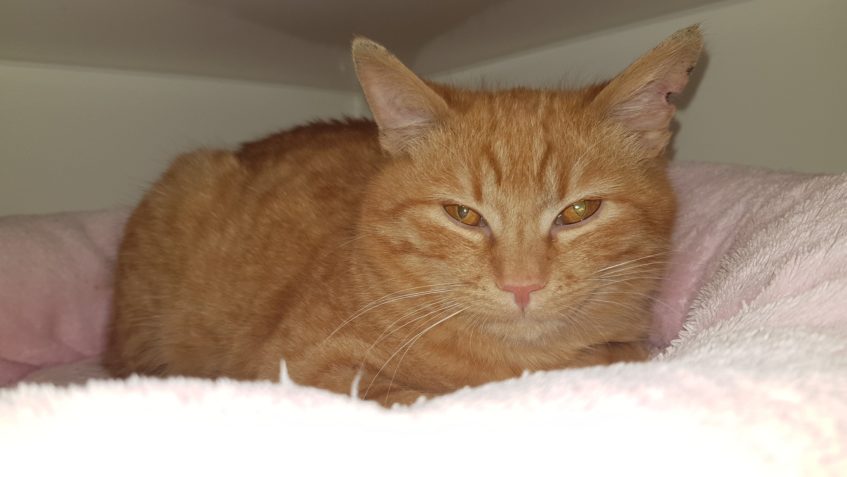 PŮLROČNÍ KOŤATA REZAVÝ RIKY A ČERNÁ MARIETA...