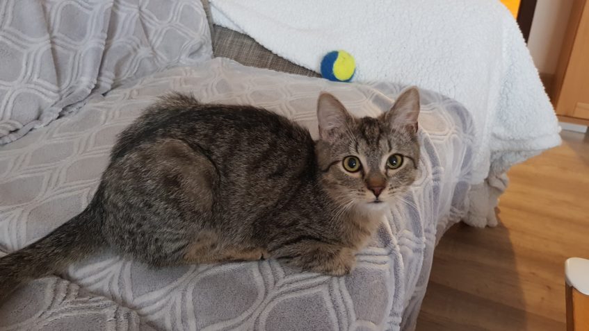 RENDÍK HLEDÁ DOMOV...