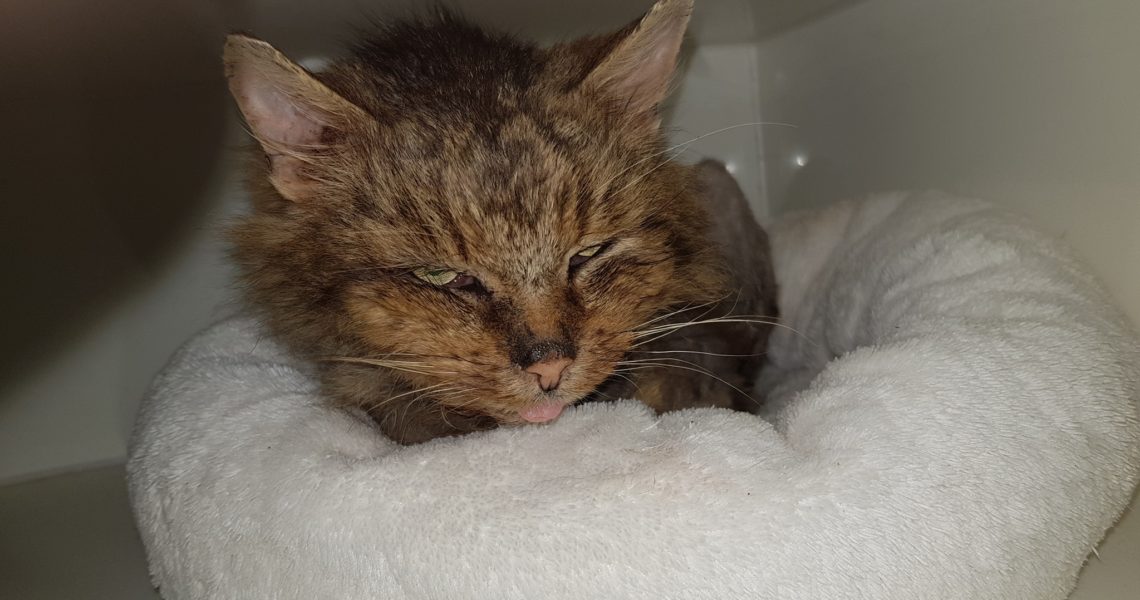 S DREDÍKEM JSME BOJ S NEMOCNÝMI LEDVINAMI NEVYHRÁLI...