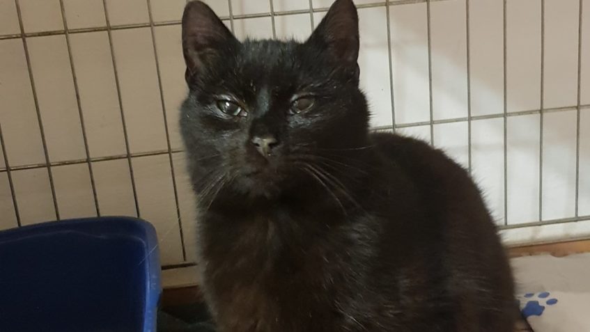 V KASTRACÍCH VENKOVEK POKRAČUJEME, TENTOKRÁT JE TO KOCOUREK ...