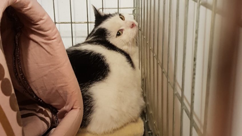 VČERA ODCHYCENÍ PLAŠÁNCI NA KASTRACI...