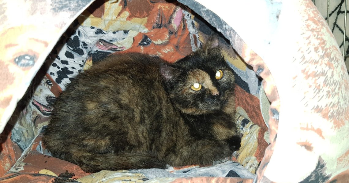 ZAČAL MARATÓN ODCHYTŮ - V POSLEDNÍCH DNECH STÁLE DOKOLA ROUD...