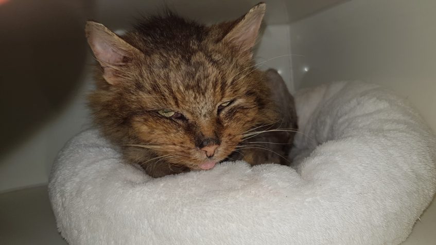 ZDRAVOTNÍ STAV DREDÍKA JE ŠPATNÝ...