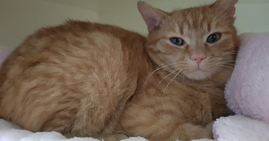 ČERNÁ MARIORETA A ČERVENÝ RIKI...