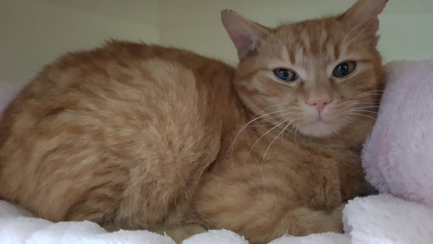 ČERNÁ MARIORETA A ČERVENÝ RIKI...