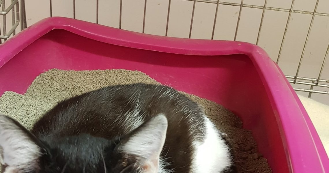 DALŠÍ ODCHYCENÉ KOČIČKY NA KASTRACI...