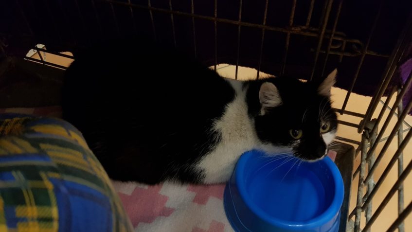 DNES ODCHYCENÁ KOČIČKA V ROUDNICI N.L. POD LIPOU. ZÍTRA JI Č...