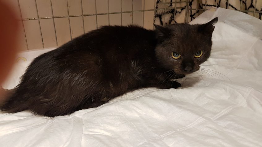 DNES PŘIJATÁ ČERNÁ KOČIČKA, LOŇSKÉ KOTĚ, NECHYBÍ NĚKOMU?...