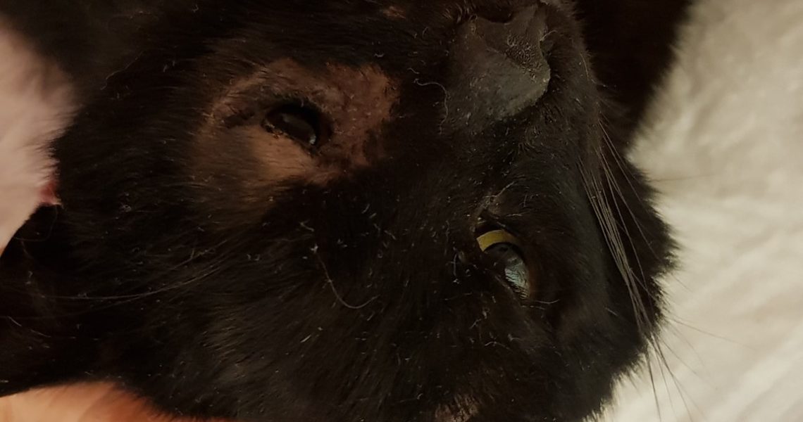 DNEŠNÍ KASTRACE KOČIČEK Z ODCHYTŮ...