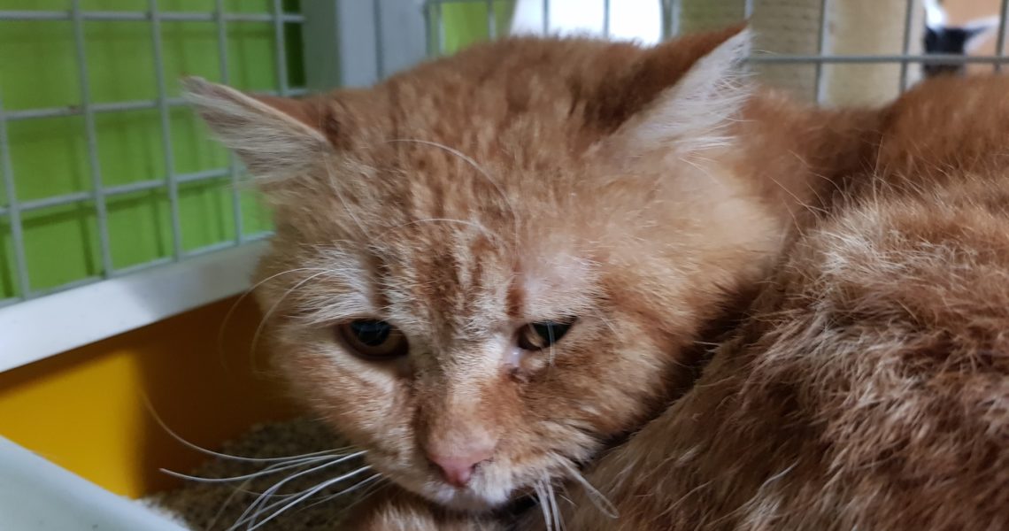 KOCOUREK PÁREK JE PO KASTRACI, RÁNA POD KRČKEM SE HEZKY HOJÍ...