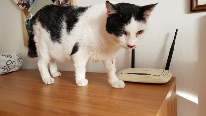 KOCOURKOVI ŠMUDLOVI SE ZHORŠILA RÝMA, HODNĚ PRSKAL NEJEN KRV...