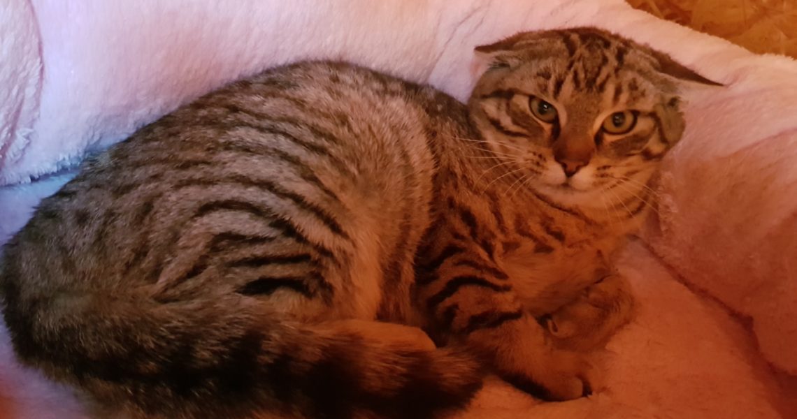 KONEČNĚ SE PODAŘILA ODCHYTIT VŠECHNA KOŤATA Z RAČINĚVSE, BYL...