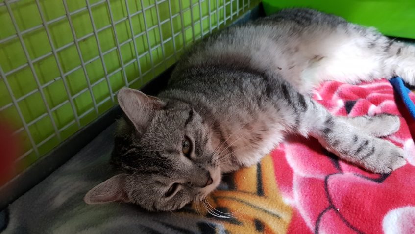 KOČIČCE EDIE UŽ JE LÉPE...