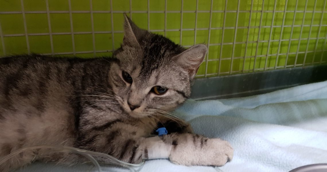 KOČIČKA EDIE  MUSELA NA INFUZI...