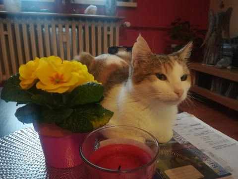 MANDARINKA ( Anička)...