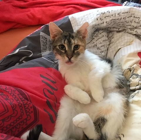 OTÝLIE ( Rozárka)...