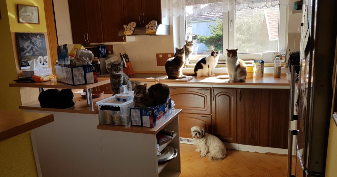 PANLEUKOPENIE VE SLUNÍČKU...