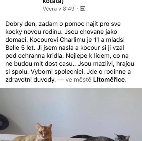 POMÁHÁME S NALEZENÍM NOVÉHO DOMOVA PRO TYTO KOČIČKY, PROSÍME...
