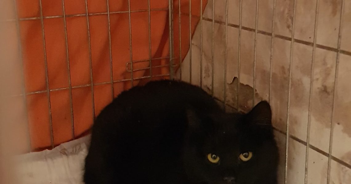 PONDĚLNÍ ODCHYT - DVĚ KOČIČKY OD HOLOBYTŮ ZA VITANOU, JEDNA ...