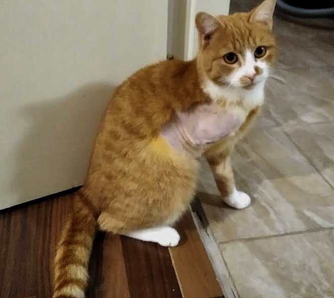 PROSÍME O SDÍLENÍ!!!KOČIČKA POTŘEBUJE NAJÍT DOMOV...