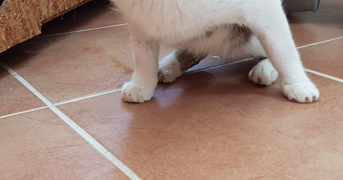 SLUNÍČKOVÝ TOPÍČEK PO TĚŽKÉM ÚRAZE A NÁSLEDNÉ OPERACI PÁNVE ...