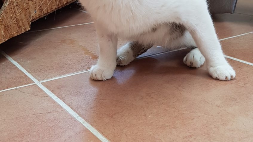 SLUNÍČKOVÝ TOPÍČEK PO TĚŽKÉM ÚRAZE A NÁSLEDNÉ OPERACI PÁNVE ...