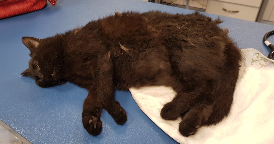 SRAŽENÁ, ČERNÁ KOČIČKA V ROUDNICI NAD LABEM...